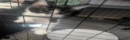 Domestic Shorthair cats for sale: Kitten - Advert 3
