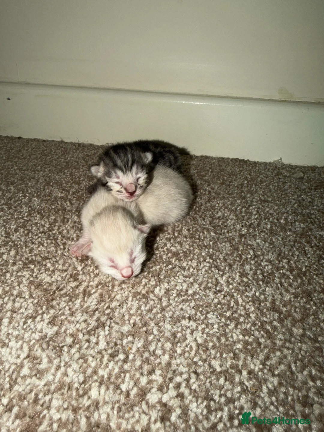 Bengal cats for sale: Bengal kittens  - Advert 4