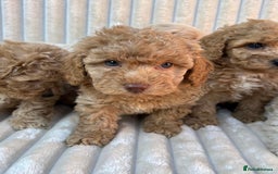 Maltipoo dogs for sale: Blue eyes F1 Maltipoo puppies - Image 4