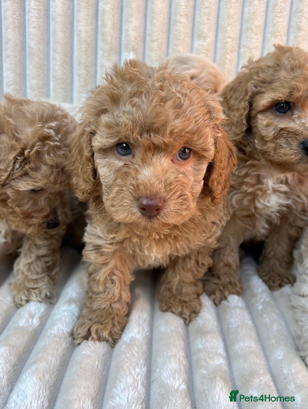 Maltipoo dogs for sale: Blue eyes F1 Maltipoo puppies - Image 4