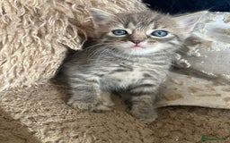 Ragdoll cats for sale: Half ragdoll kittens  - Image 1
