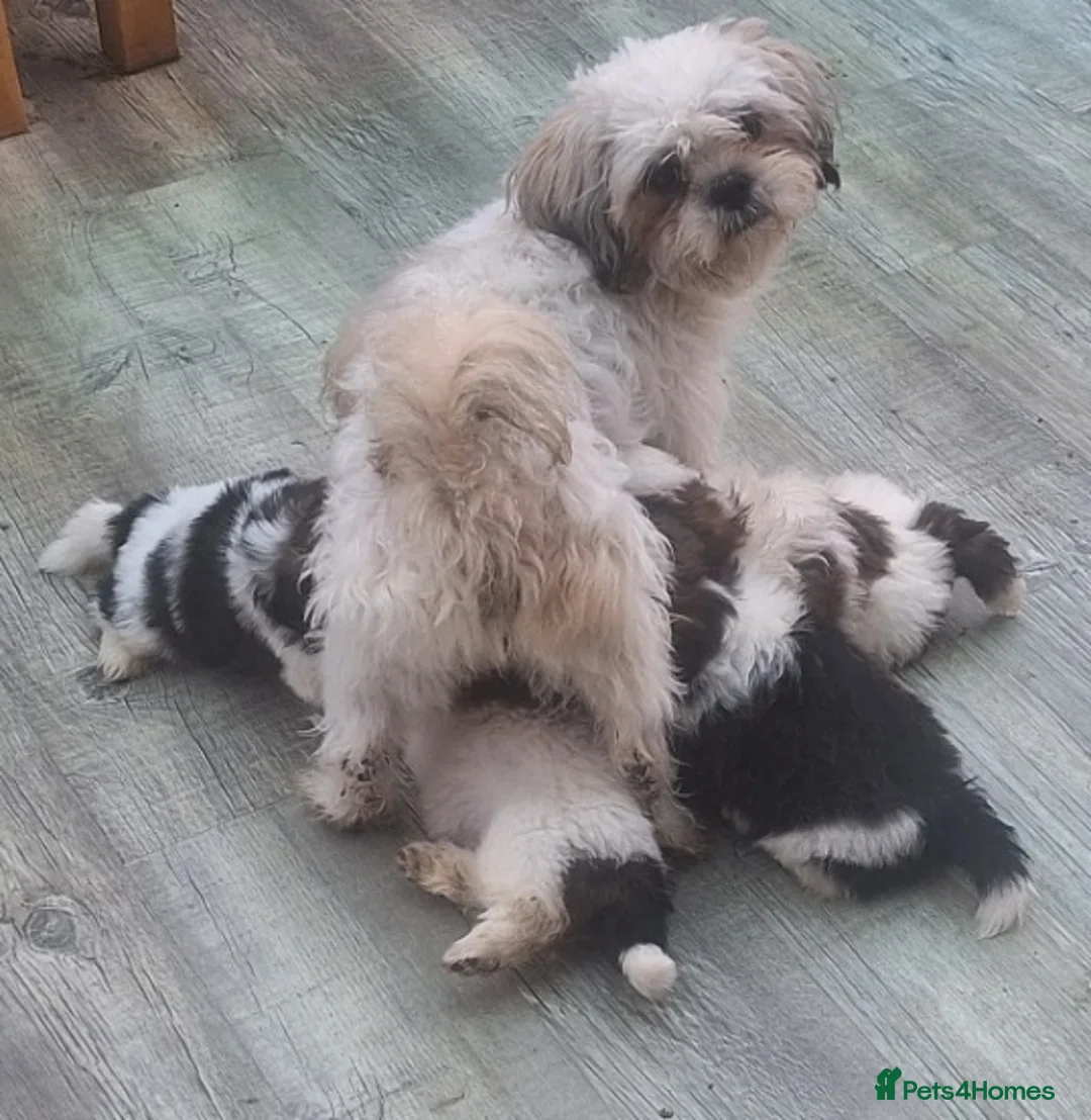 Shih Tzu dogs for sale: Shih-Tzu X Puppies 2xMale - Advert 1