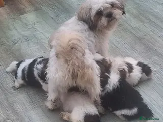 Shih Tzu dogs Shih-Tzu X Puppies 2xMale - Advert 14