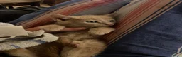 Mixed Breed cats for sale: Fantastic Farm Kittens  - Advert 12