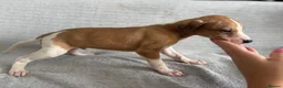 Whippet dogs for sale: 🐾 Beautiful Whippet Puppies – Boys & Girls - Advert 8