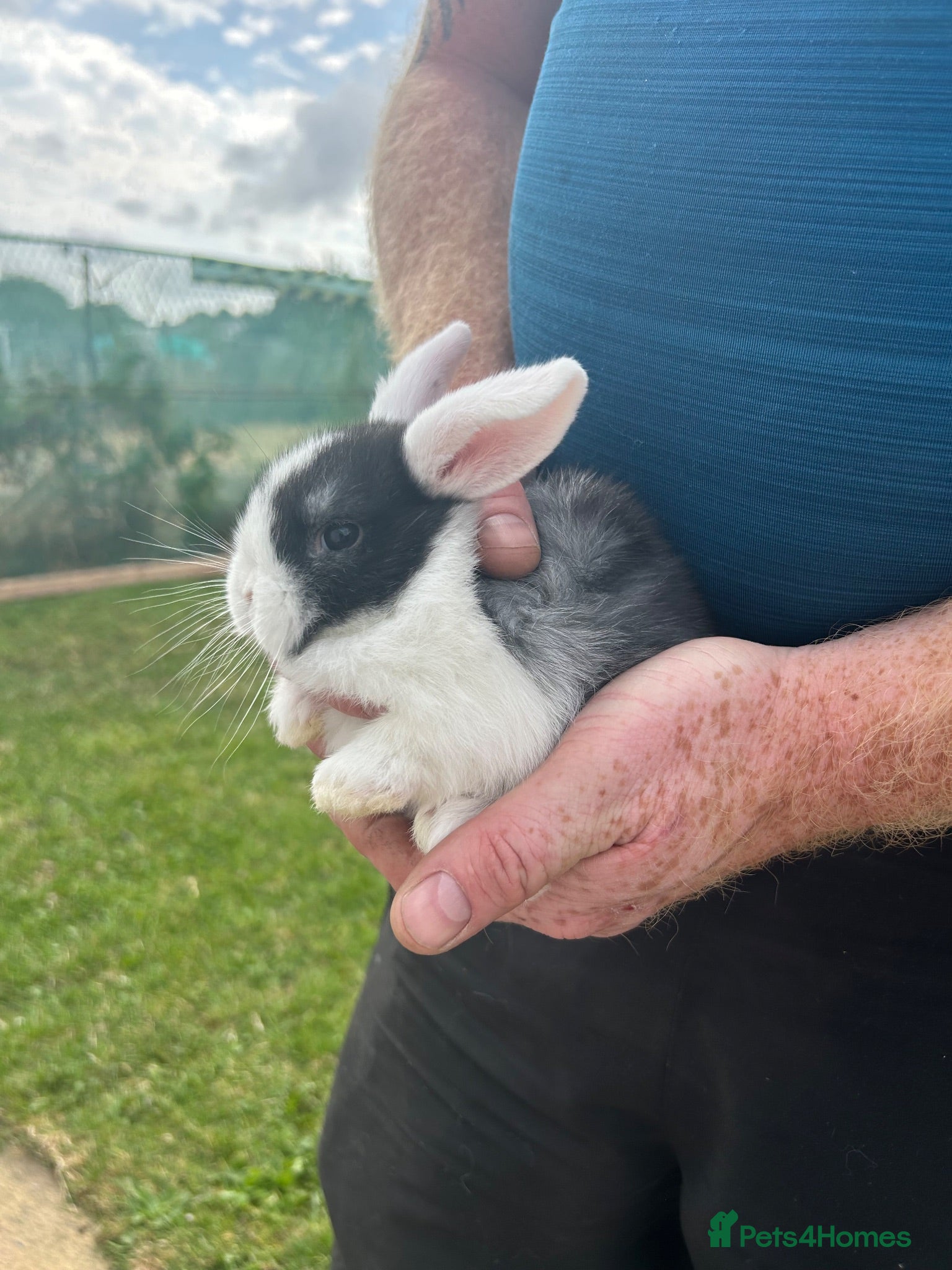Mini Lop rabbits Two white mini lops  - Advert 1