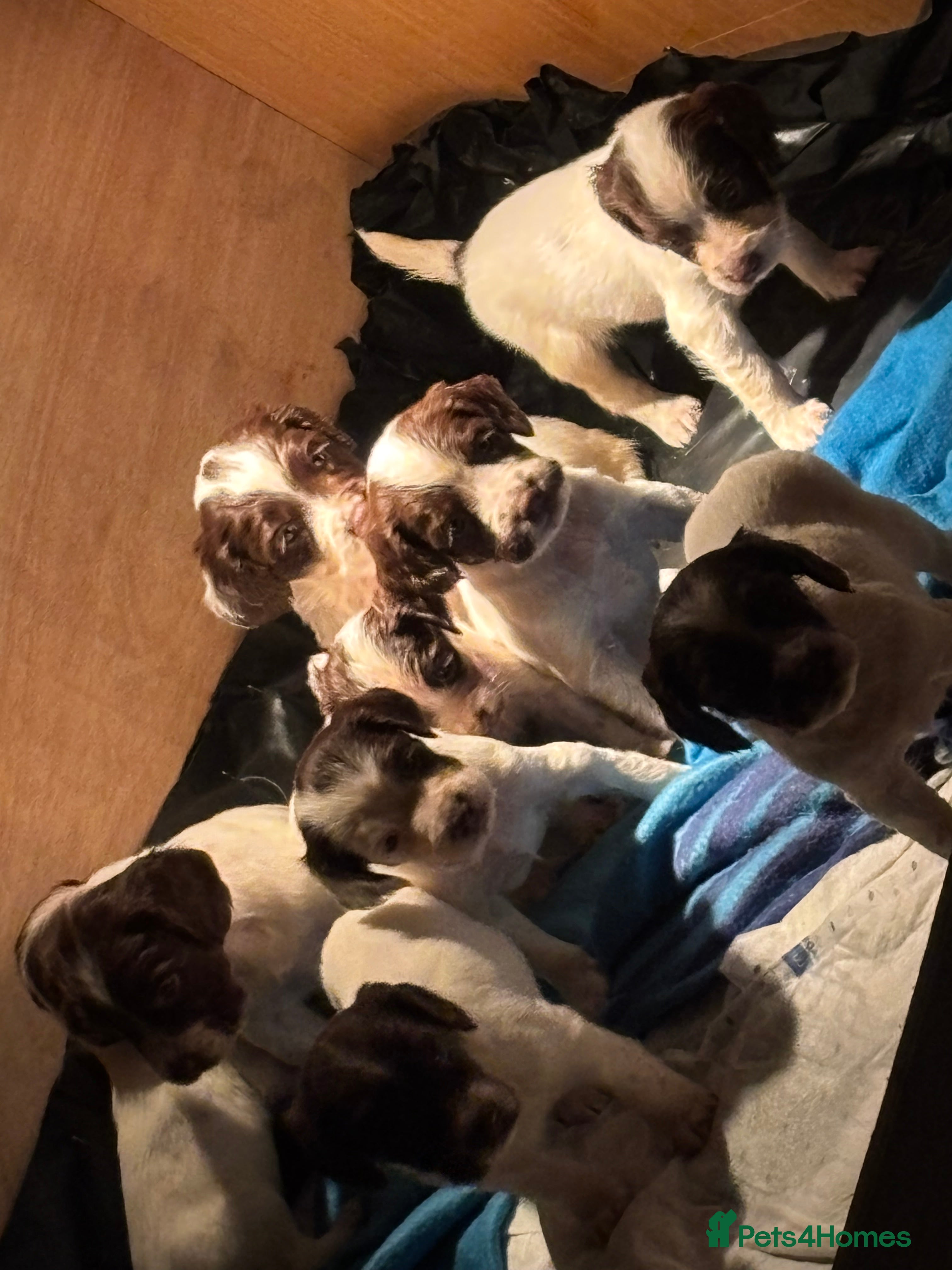 English Springer Spaniel dogs 7 springer spaniel puppies. Both parents working - Advert 17