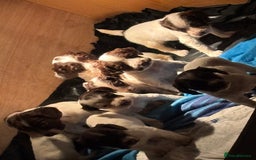English Springer Spaniel dogs for sale: 7 springer spaniel puppies. Both parents working - Advert 1