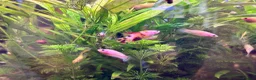Bettas fish for sale: Plakat female koi betta fish  - Advert 3