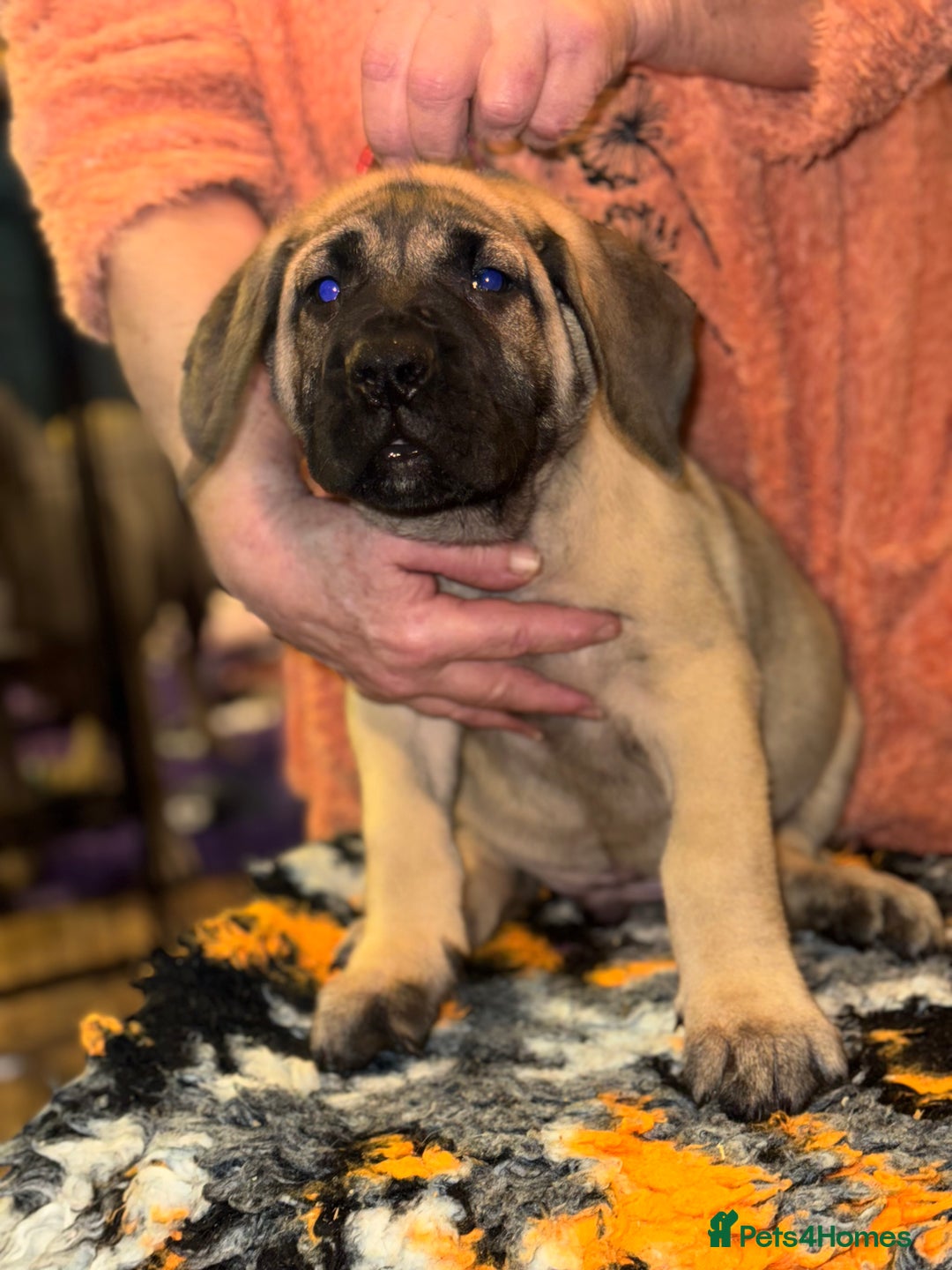 Presa Canario dogs for sale: Presa Canario pups  - Advert 2