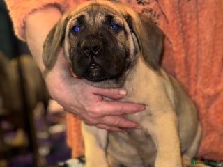 Presa Canario dogs Presa Canario pups - Advert 17