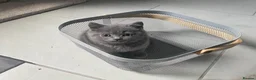 British Shorthair cats for sale: GCCF British shorthair kitten available  in Liverpool - Advert 3