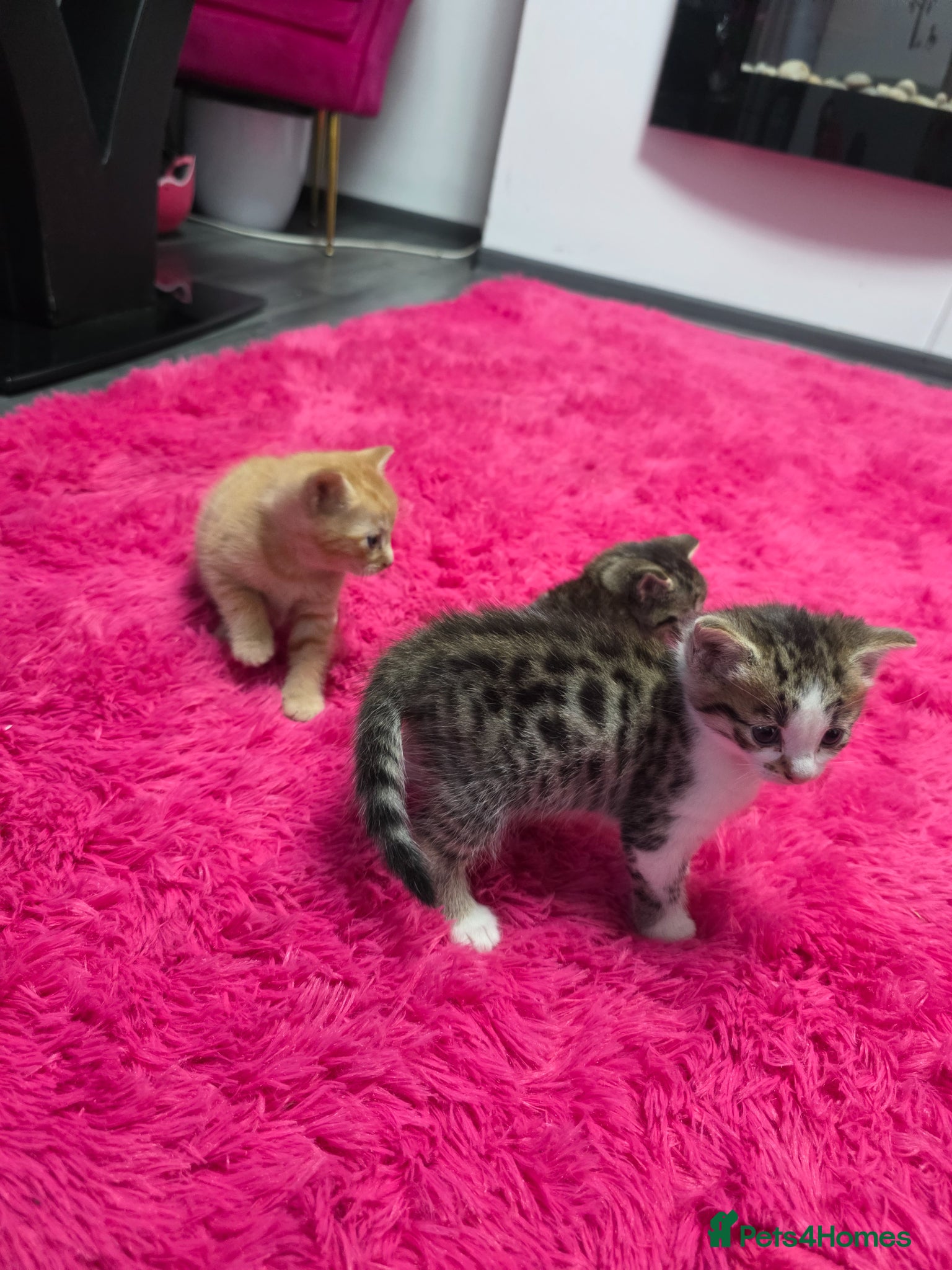 Mixed Breed cats Beautifull kittens ready to go  - Advert 1