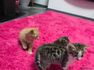 Mixed Breed cats Beautifull kittens ready to go - Advert 10