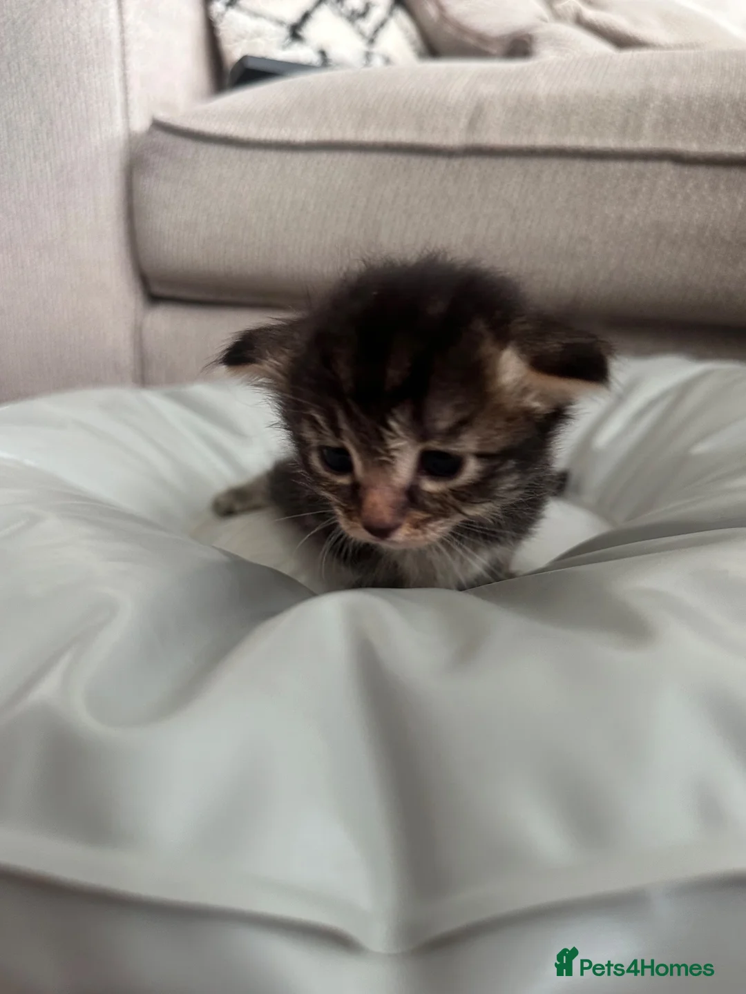 Mixed Breed cats for sale: 4 beautiful kittens ready to leave 7th September  - Advert 6