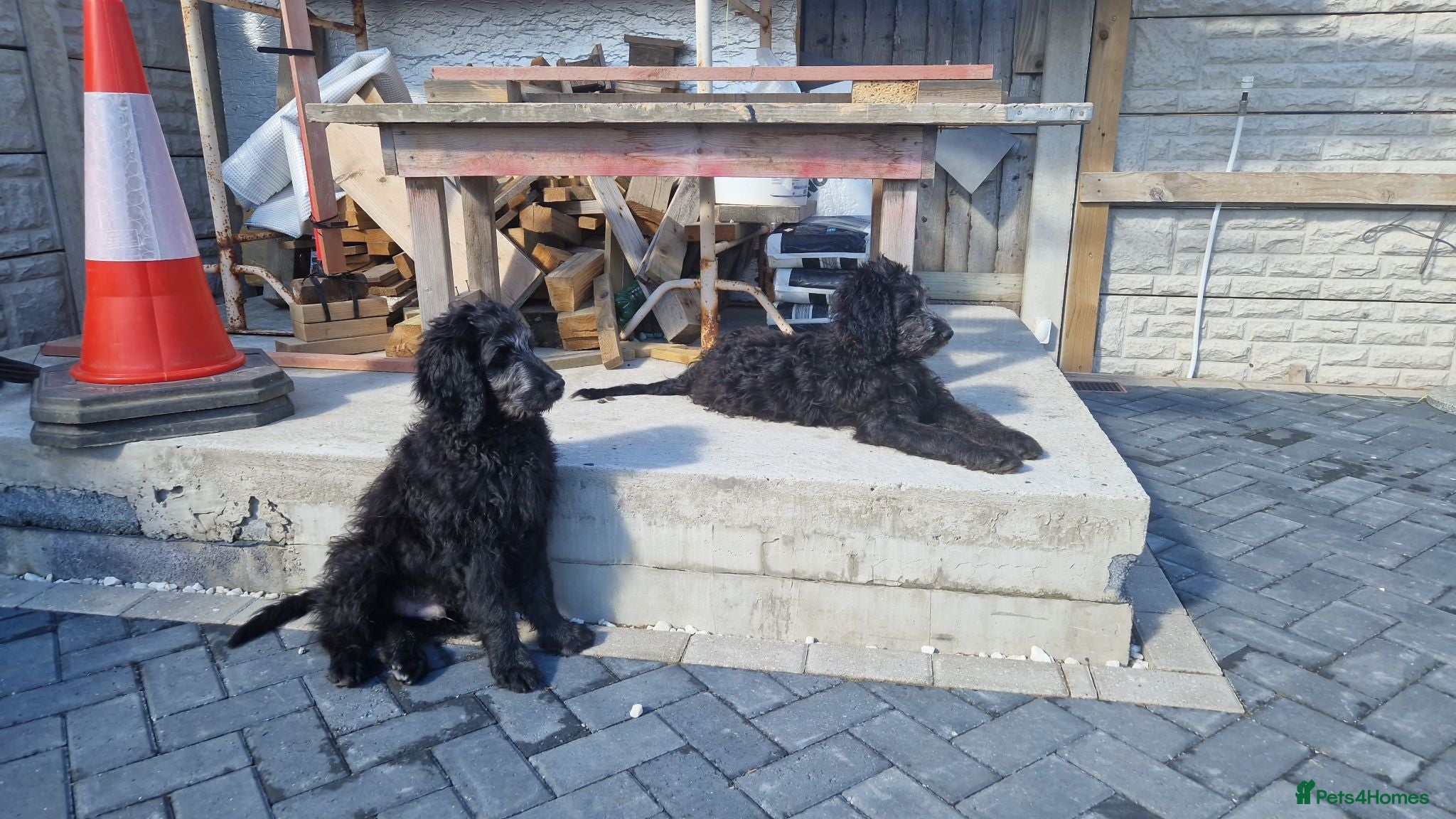 Goldendoodle dogs F1B Rare black standard Goldendoodle North Wales  - Advert 2