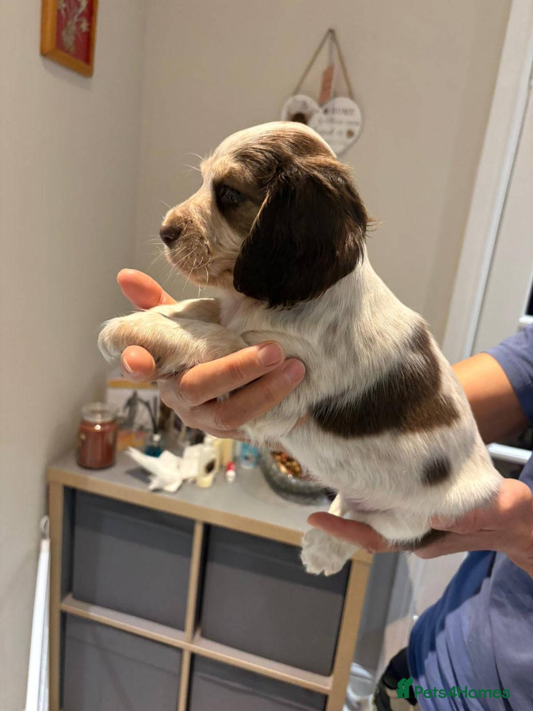 Cocker Spaniel dogs for sale: Pure show type KC reg DNA health test  - Advert 23