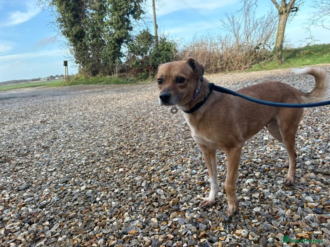 Mixed Breed dogs for adoption: Hazel - Norwich Norfolk  - Advert 15