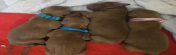 Cavapoo dogs for sale: Specialist Tested F1 Cavappos  - Advert 1
