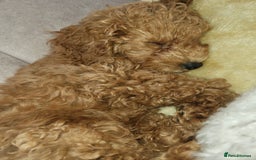 Maltipoo dogs for sale: Maltipoo  - Image 7