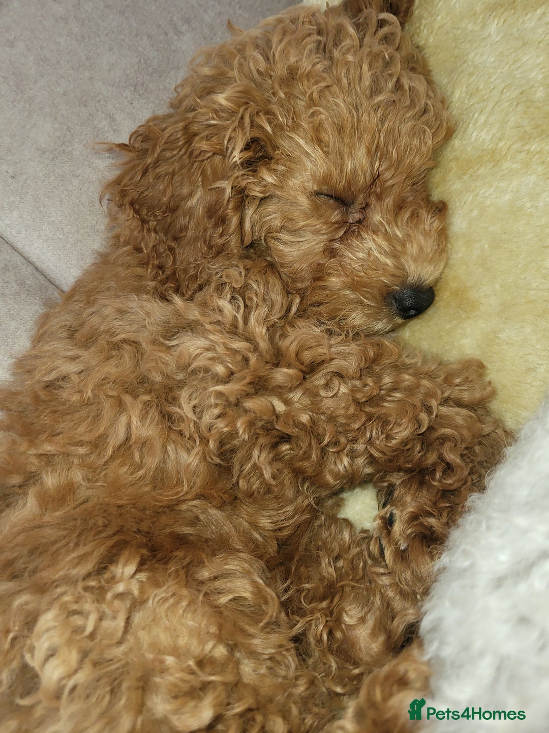 Maltipoo dogs for sale: Maltipoo  - Image 7
