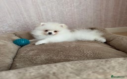 Pomeranian dogs for sale: ** Pomeranian/700g-11 week Champion EU Bloodline  - Image 3