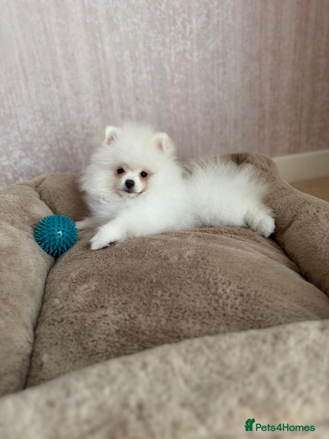 Pomeranian dogs for sale: ** Pomeranian/700g-11 week Champion EU Bloodline  - Image 3