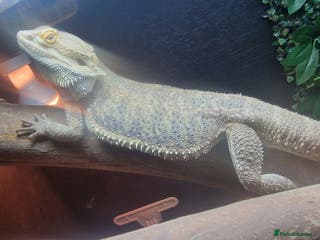 Bearded Dragon reptiles Bearded Dragon for sale - Advert 4