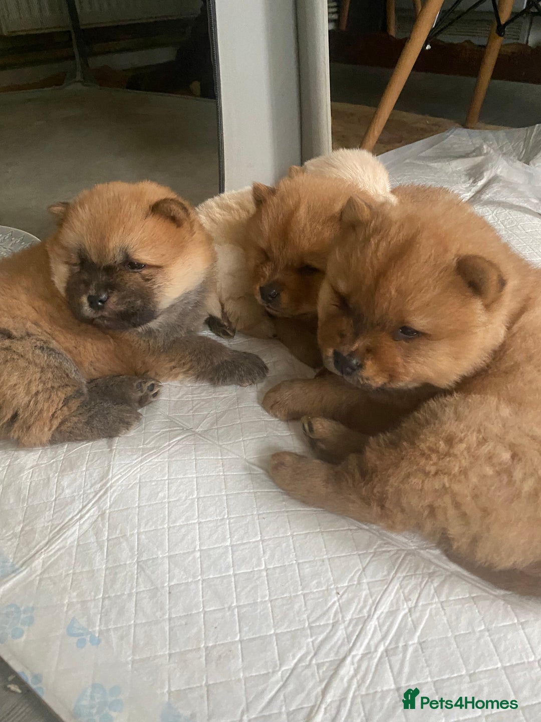Chow Chow dogs for sale: Chow chow puppies  - Advert 7