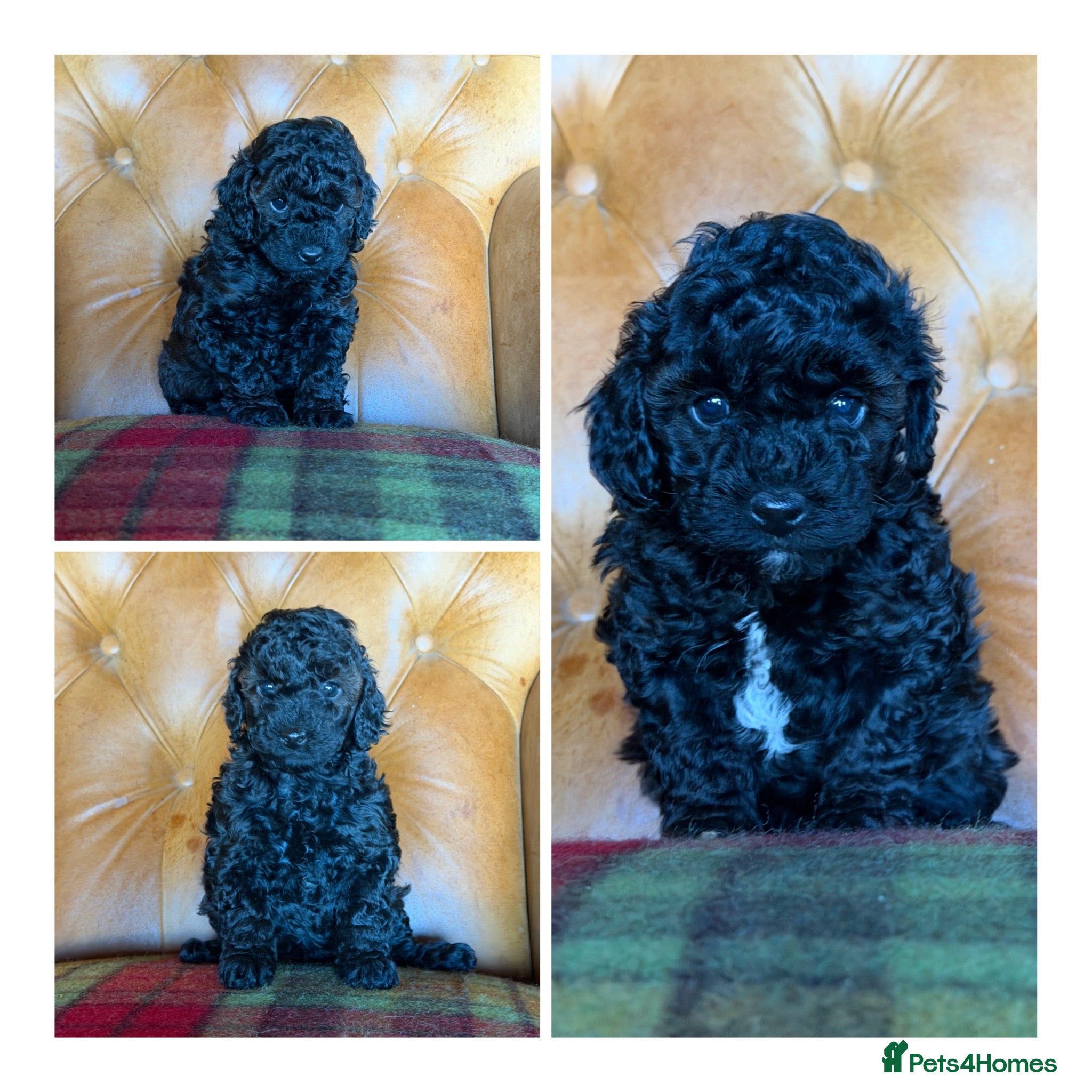 Toy Poodle dogs Toy poodle girls DNA tested parents  - Advert 5