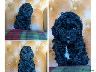 Toy Poodle dogs Toy poodle girls DNA tested parents - Advert 5