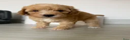 Toy Poodle dogs for sale: Toy poodles puppies. Last girl left - ready to go - Advert 12