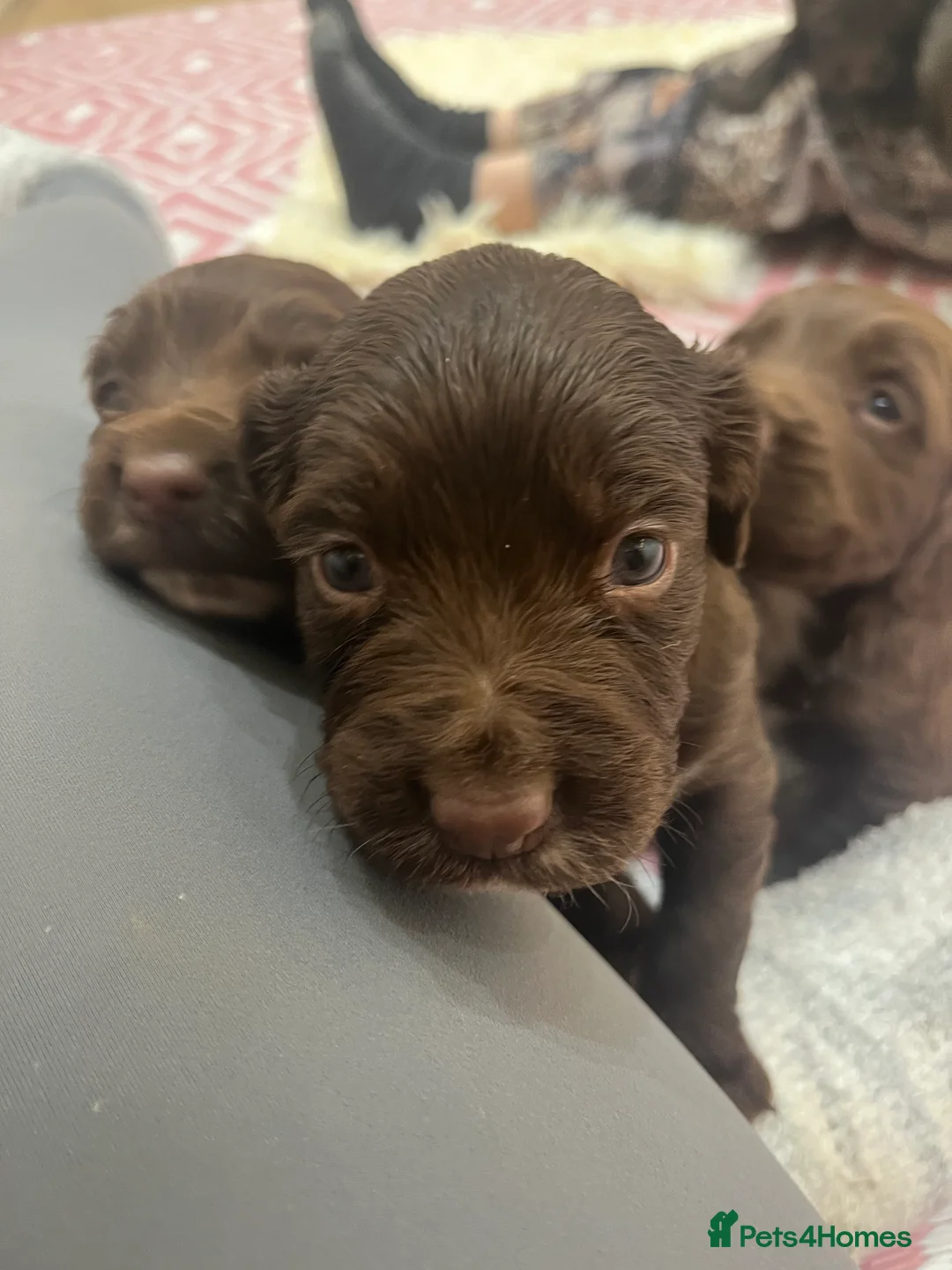 Sprocker dogs for sale: Sprocker puppies for sale  - Advert 14
