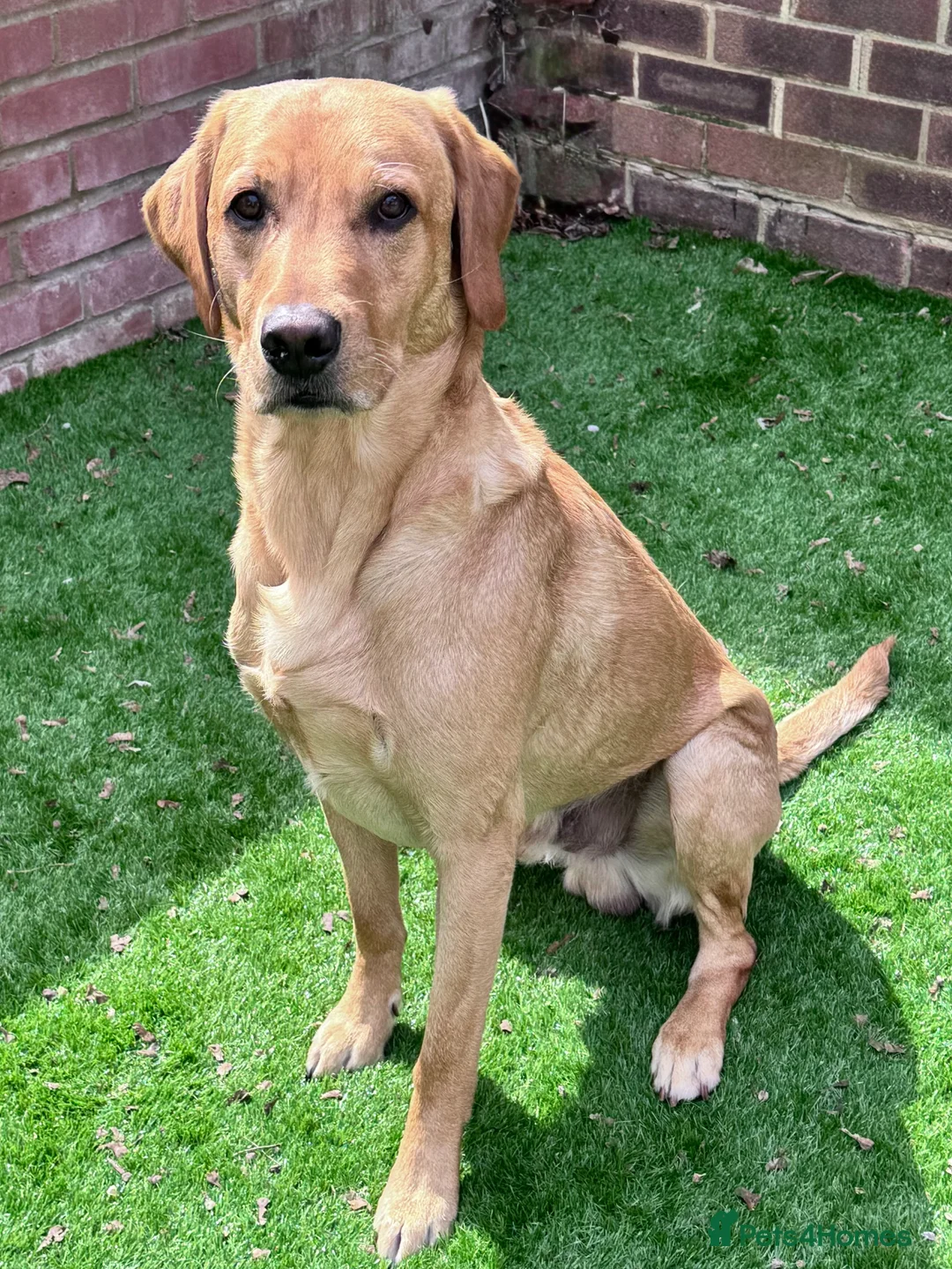 Labrador Retriever dogs for stud: PROVEN, KC REG,HEALTH TESTED LABRADOR FOR STUD in Havant - Advert 1