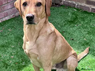 Labrador Retriever dogs PROVEN, KC REG,HEALTH TESTED LABRADOR FOR STUD in Havant - Advert 15