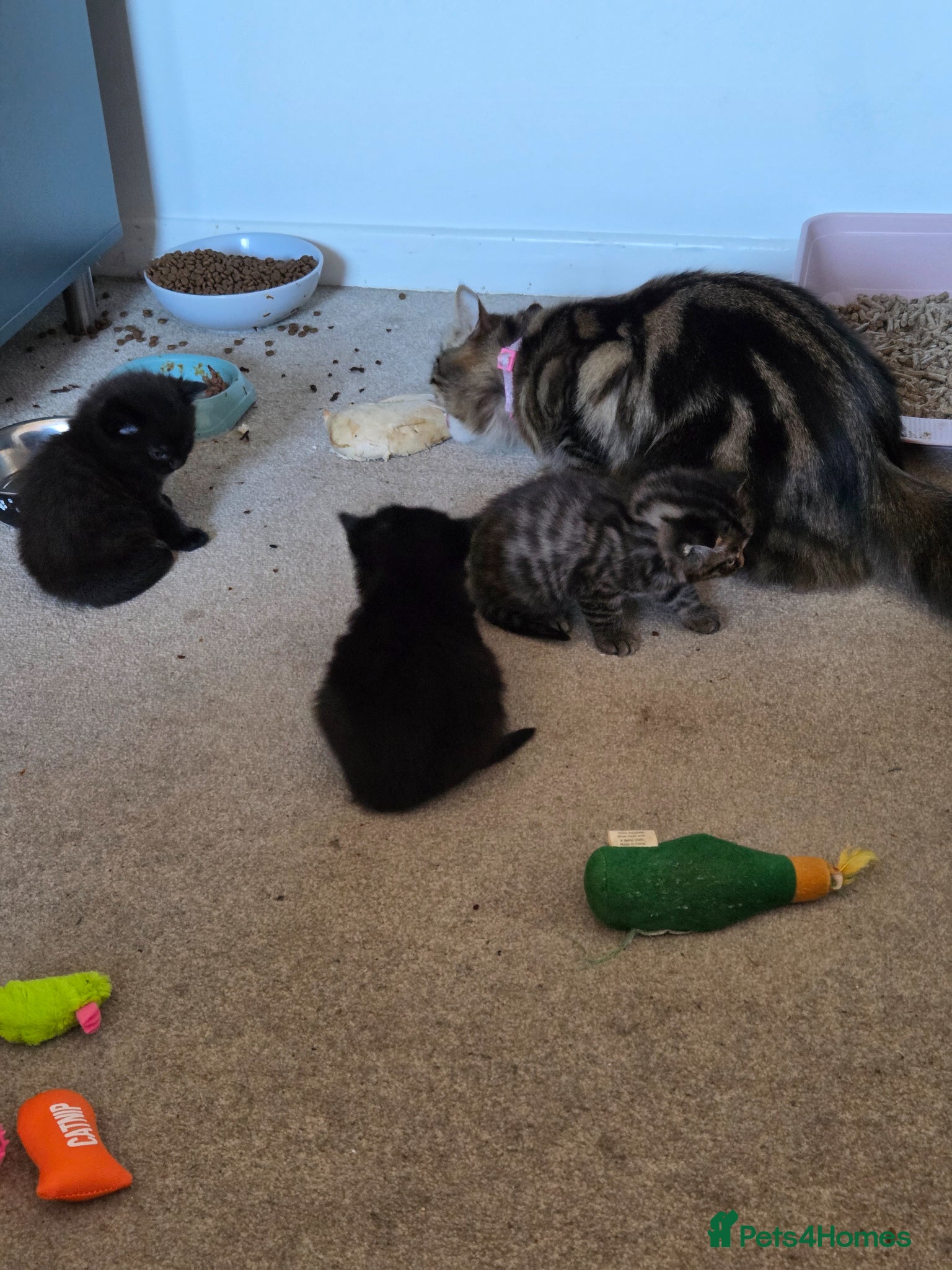 Mixed Breed cats 4 bengal cross kittens  - Advert 2