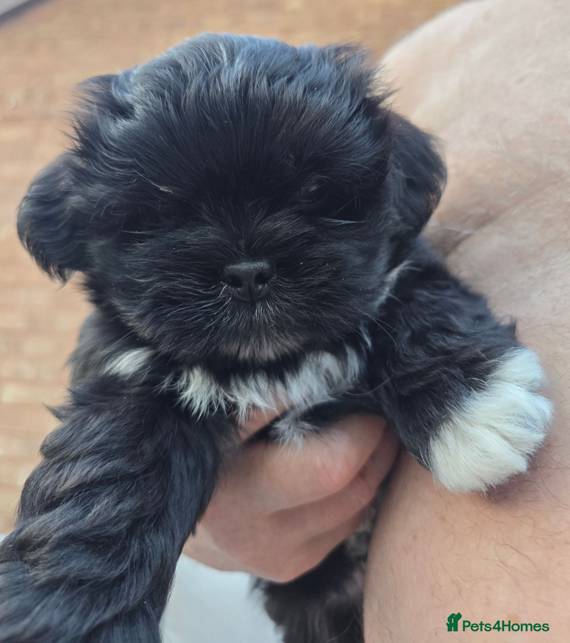 Lhasa Apso dogs 💙 Fabulous RKC Black Male Lhasa Apso PRA Clear - Advert 1