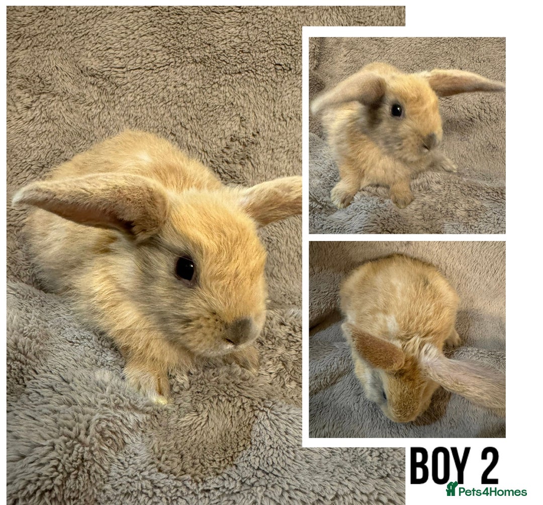 Dwarf Lop rabbits for sale: We have Six Pure Bred Baby Dwarf Lop Bunnies - Advert 4