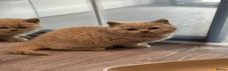 British Shorthair cats for sale: Beautiful Lilac British Shorthair, Registered - Advert 14