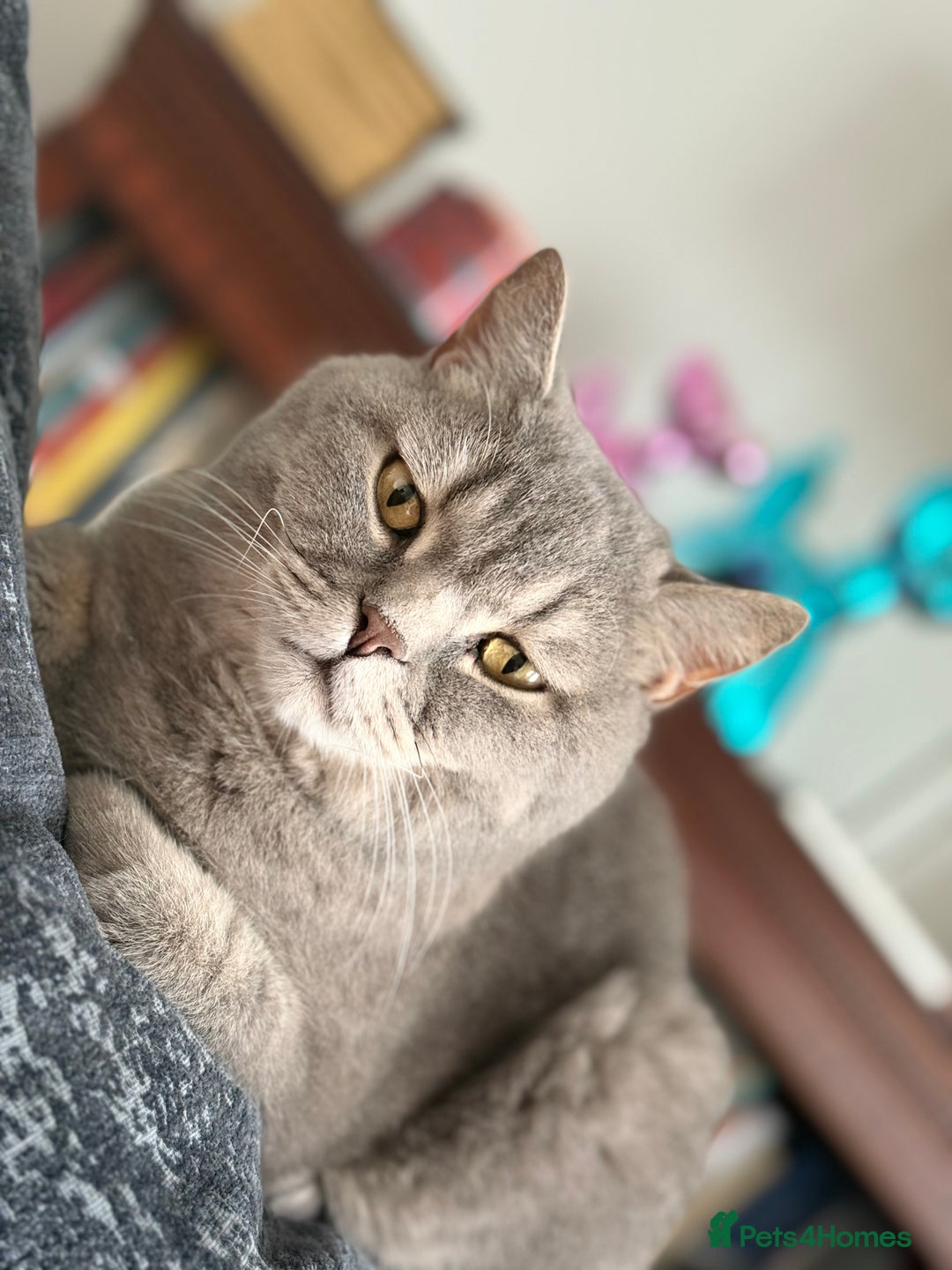 Brazilian Shorthair cats for sale: BritishShorthair Friendly Male Cat Romeo - Image 4