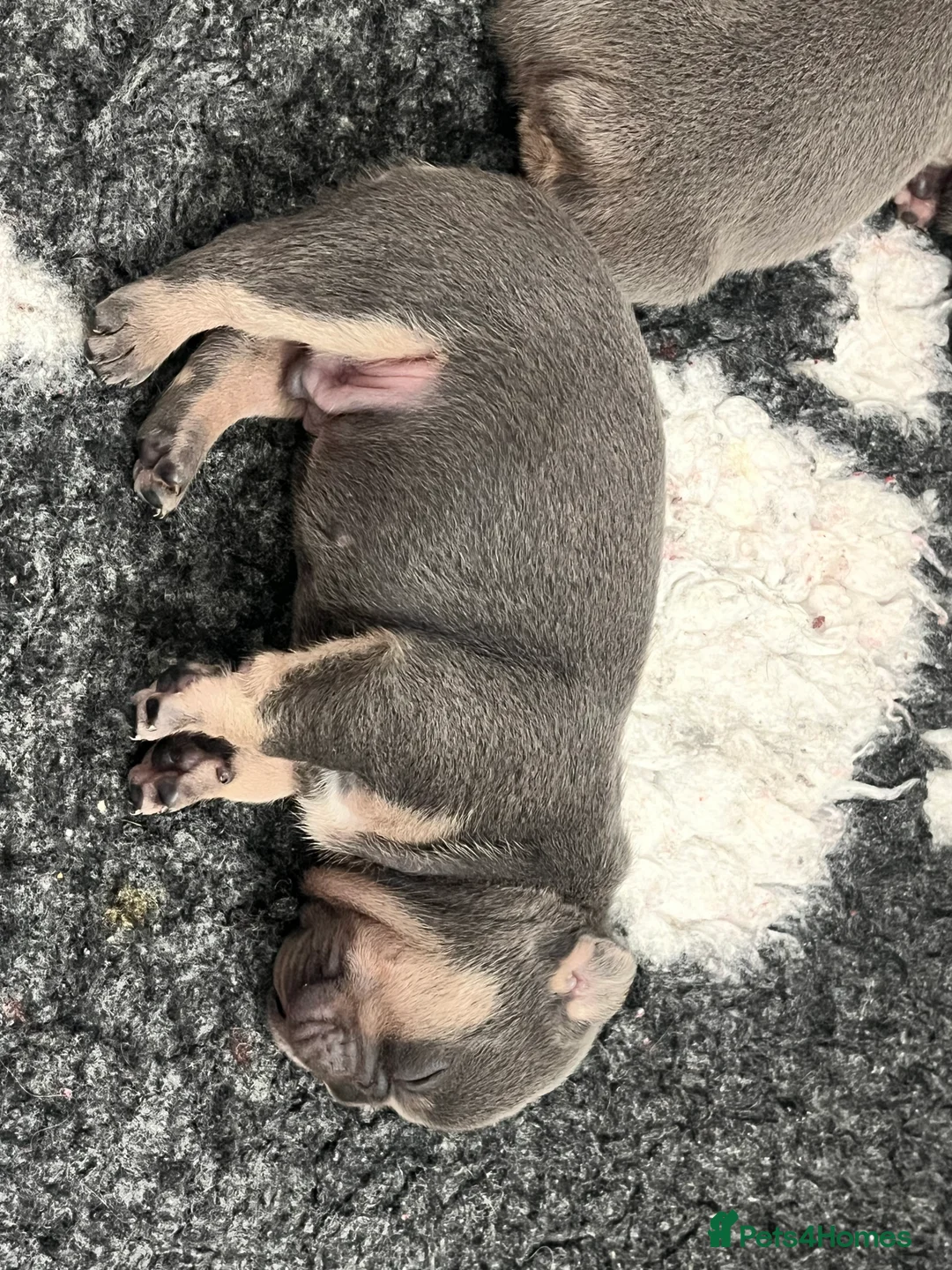 French Bulldog dogs for sale: Health tested kc reg blue/tan lilac tan puppies - Advert 8