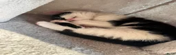 Mixed Breed cats for sale: 3 Beautiful kittens - Advert 11