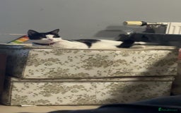 Domestic Shorthair cats for sale: Shadow and mickey - Image 2