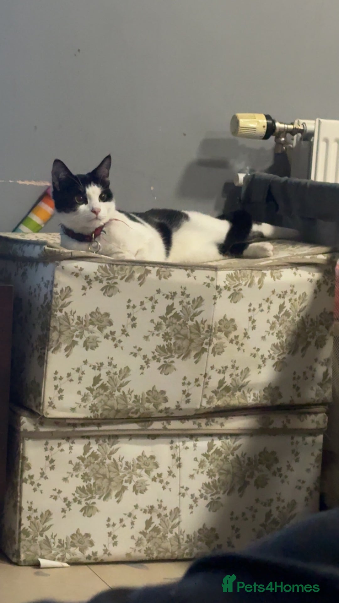 Domestic Shorthair cats for sale: Shadow and mickey - Image 2
