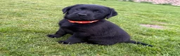 Labrador Retriever dogs for sale: Delightful KC registered litter  - Advert 3