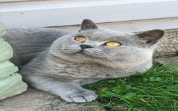 Scottish Fold cats for stud:  East Midlands Tica Blue British shorthair stud  in Derby - Image 16