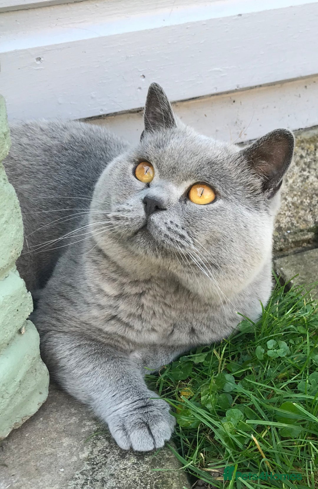 Scottish Fold cats for stud:  East Midlands Tica Blue British shorthair stud  in Derby - Image 16