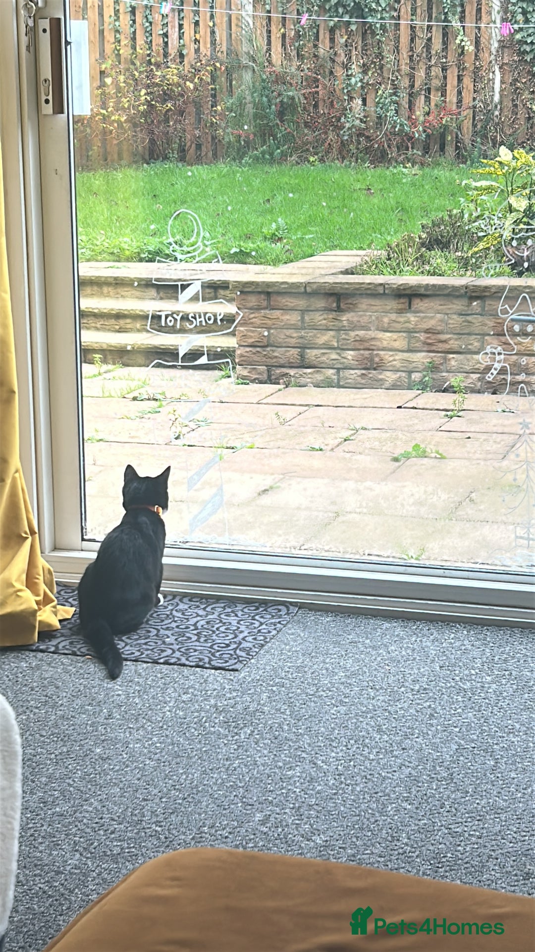 Mixed Breed cats for sale: Adorable 4 month old Tuxedo kitten - Advert 5