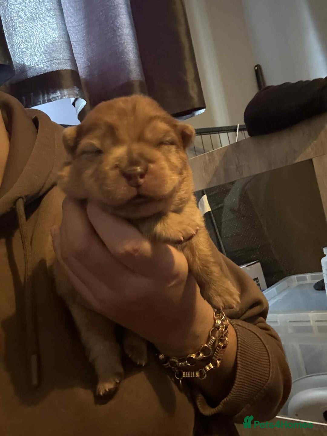 Chow Chow dogs for sale: Rare Chow chow puppies - Image 28