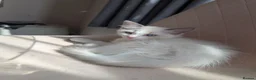 Ragdoll cats for sale: Beautiful blue bi colour boy for sale, vaccinated  - Advert 10